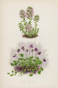 Thymus Striatus; Erpetion Reniforme (barevná litografie) od English School