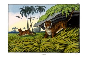 Tiger od English School