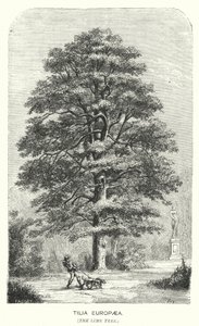 Tilia Europaea, Lípa (rytina) od English School