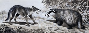 Zub a dráp: Zvířata v boji od English School