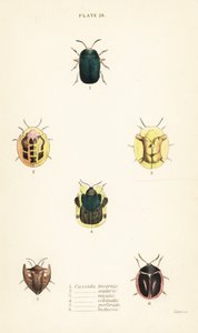 Želví brouci: Omocerus bicornis 1, Cassida scalaris 2 od English School