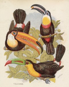 Tukani (barevná litografie) od English School