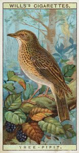 Strom-Pipit od English School