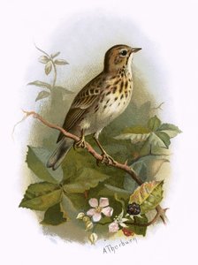 Pipit stromový
