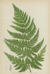 Trojhranná kapradina ostnatá (barevná lito) od English School
