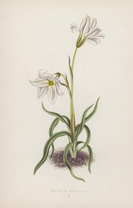 Triteleia Uniflora (barevná litografie) od English School