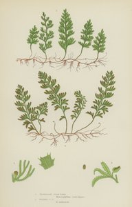 Tunbridge Filmy-Fern, Wilson