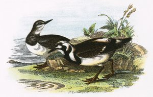 Turnstone od English School