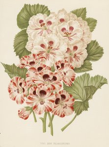 Dvě nové pelargonie (barevná litografie) od English School