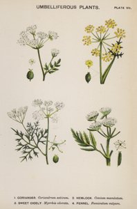 Umbelliferous Plants (colour litho)   1418264   cs       czech Successfully Translated  Original: Eger. 2854. f.14v-15 Hemispheric map of the old World, from Europe and Africa to India; showing the divisions of Ptolemy, c.1540 (vellum) Translat: Eger. 2854 od English School