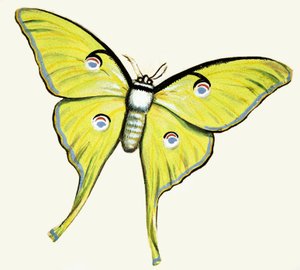 Neznámý motýl od English School