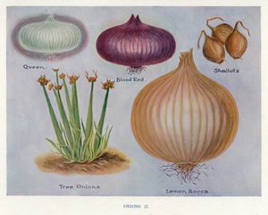 Průvodce pěstitele zeleniny: Cibule (barevná litografie) od English School