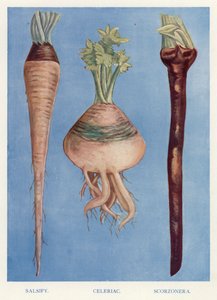 Návod pro pěstitele zeleniny: Salsify, Celer, Scorzonera (barva litho) od English School