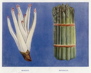 Gemüseanbau-Führer: Seekohl, Spargel von English School