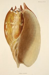 Veluta Georgina, z The Mollusca a Radiata, hospoda. 1833 (ručně kolorovaná rytina) od English School