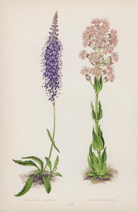 Veronica Spicata; Lychnis Alpina (barevné lito) od English School