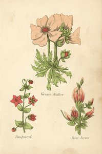 Sléz sporýše, Pimpernel, Rest Arrow (barevná litografie) od English School