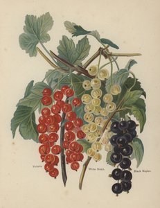 Victoria, White Dutch, Black Neapol od English School
