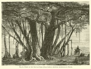 Pohled na Banyan-Tree (Ficus Indica), ukazující adventitious Roots od English School