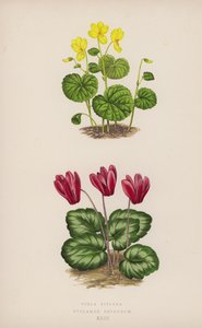 Viola Biflora; Cyclamen Repandum (barva litho) od English School