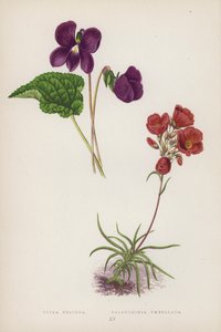 Viola Obliqua; Calandrinia Umbellata (barevná litografie) od English School