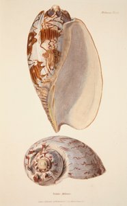 Voluta Miltonis, hospoda. 1833 ručně kolorovaná rytina. od English School