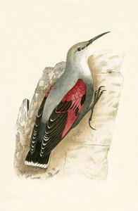 Plzák zední, ilustrace z knihy "A History of the Birds of Europe Not Observed in the British Isles" od Charlese Roberta Bree (1811-86), vydáno 1867.