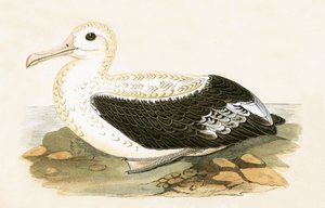 Putující Albatros, ilustrace z „Historie ptáků Evropy, která nebyla pozorována na Britských ostrovech“ od Charlese Roberta Bree (1811-86), vydáno 1867