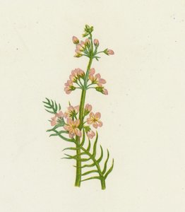 Vodní fialka, Hottonia Palustris od English School