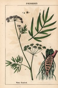 Vodní jedlovec zobrazující listy, kořenovou strukturu a květy. Cicuta virosa   , z „Poučné obrázkové knihy aneb lekce ze světa zeleniny“, [Charlotte Mary Yonge], Edinburgh od English School