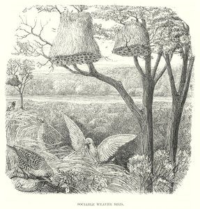 Ptáci tkalci (rytina) od English School