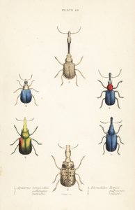 Nosatci: Attelabus longicollis 1, Attelabus gematus 2, Attelabus ruficollis 3, Byctiscus populi 4, Rhycnhites pubescens 5 a Rhynchites collaris 6 od English School