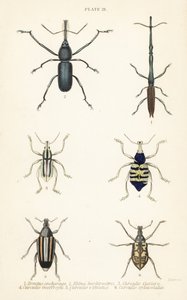 Weevils: Brentus ancharago 1, Rhina barbirostris 2, Curculio cuviera 3, Eupholus geoffroyi 4, Larinus bear 5 a Curculio sphacelatus 6 od English School