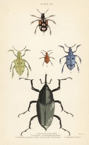 Nosatci a brouci: Curculio latreillii 1, Curculio sexdecempunctatus 2, Trichaptus mutillarius 3, Pissodes castaneus 4 a Calandra heros 5 od English School