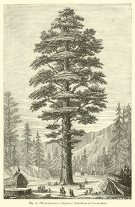 Wellingtonia (Sequoia) Gigantea z Kalifornie od English School
