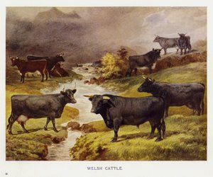 Velšský skot (barevné litho) od English School