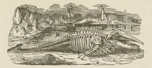 Skeleton velryby (rytina) od English School