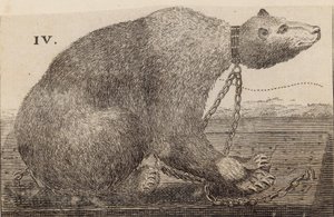 White Bear vystavený v Mr Bodys, Mulberry Garden od English School