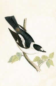 Flycatcher White Collared, ilustrace z knihy „Historie ptáků Evropy, která nebyla pozorována na Britských ostrovech“ od Charlese Roberta Bree (1811-86), vydané 1867