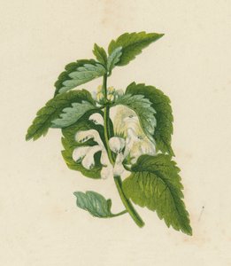 Mrtvá kopřiva bílá, Lamium Album (barevná litografie) od English School
