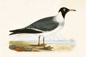 Racek bělooký, ilustrace z knihy "A History of the Birds of Europe Not Observed in the British Isles" od Charlese Roberta Bree (1811-86), vydáno 1867. od English School