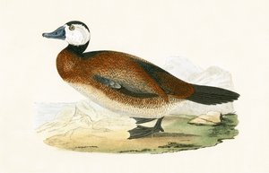 Kachna bělohlavá, ilustrace z knihy „Historie ptáků Evropy nepozorovaných na Britských ostrovech“ od Charlese Roberta Bree (1811-86), vydáno 1867 od English School