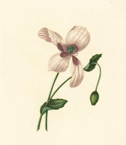 Bílý mák, Papaver Somniferum (barevná litografie) od English School