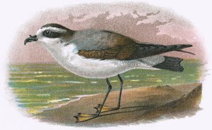 Petrel bílý