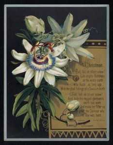 Bílá mučenka, vánoční přání. (chromolitho) od English School