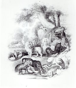 Divoká zvířata z „Dějiny Země a animované přírody“ od Olivera Goldsmitha, Londýn, 1840 od English School