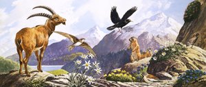 Divoká příroda ve střední Evropě, ilustrace z knihy "Říše divů přírody od English School