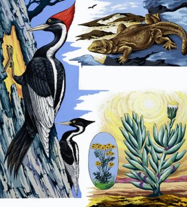 Montáž divoké zvěře od English School