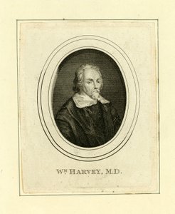 William Harvey od English School