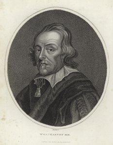 William Harvey od English School
